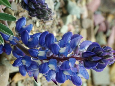 Sundial Lupine